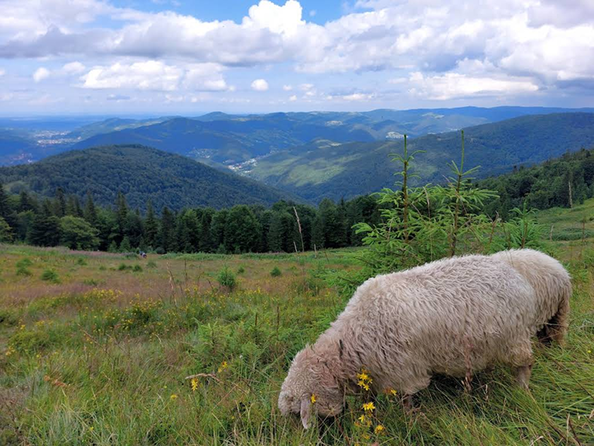 Похід на Явірник-Горган з Яремче