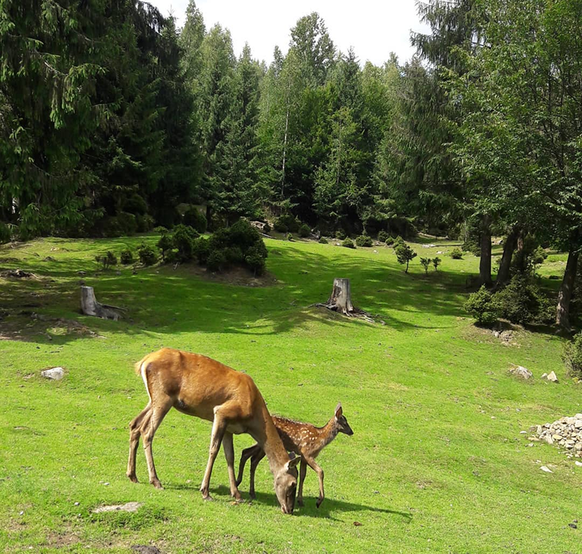 Олені у вольєрному господарстві Яремче