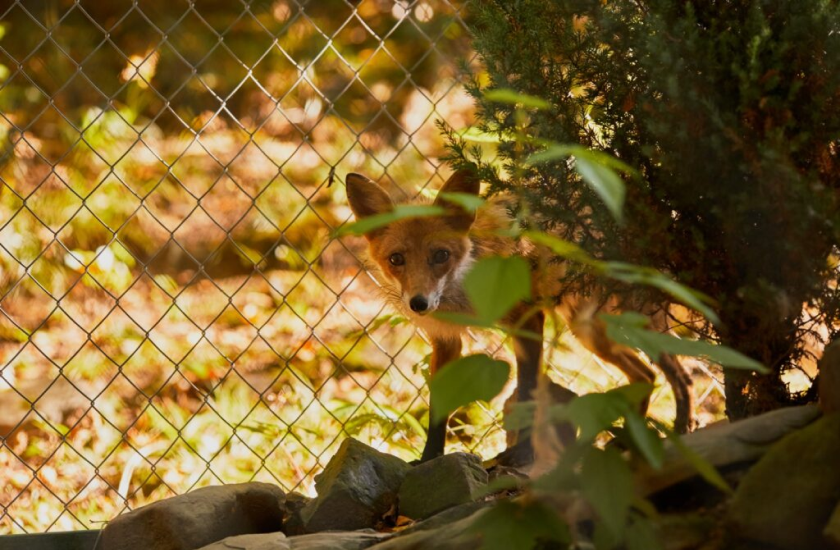 Екопарк Яремче