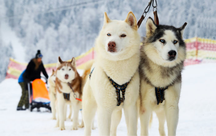 Прогулянка на собачих упряжках в Буковелі
