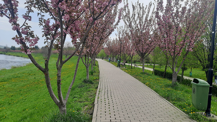 Алея сакур у Мукачево