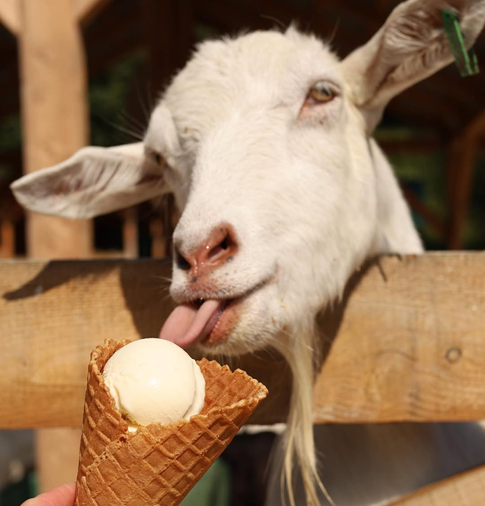 Кваси крафтове морозиво