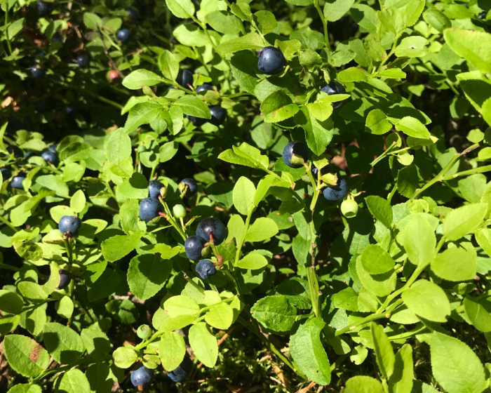 Ягоди чорниці