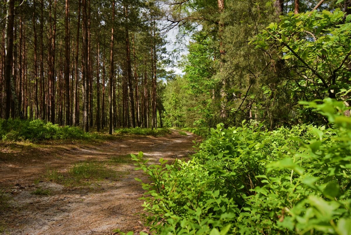 Ліс біля озера Пулемецьке